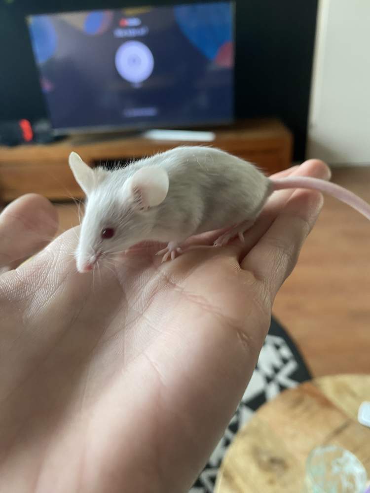 Fancy mouse Owned by other Mus musculus Netherlands