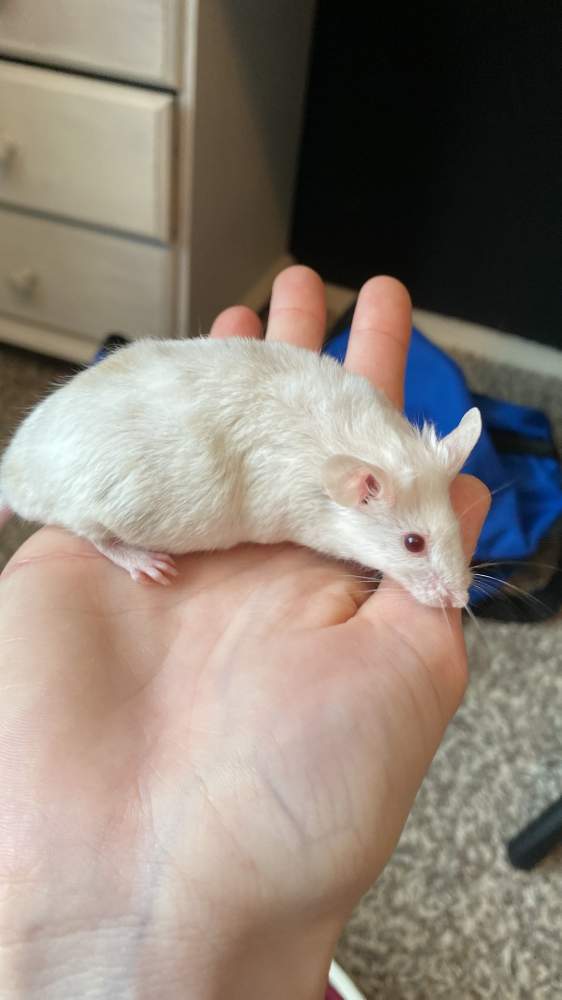 Fancy mouse Deceased Mus musculus Netherlands