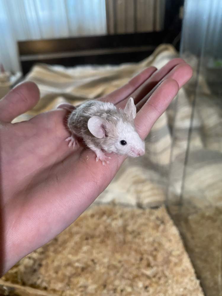 Fancy mouse Owned by other Mus musculus Netherlands