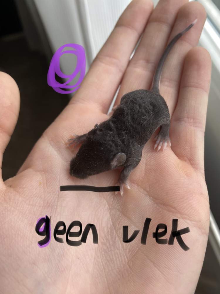 Fancy mouse Owned by other Mus musculus Netherlands