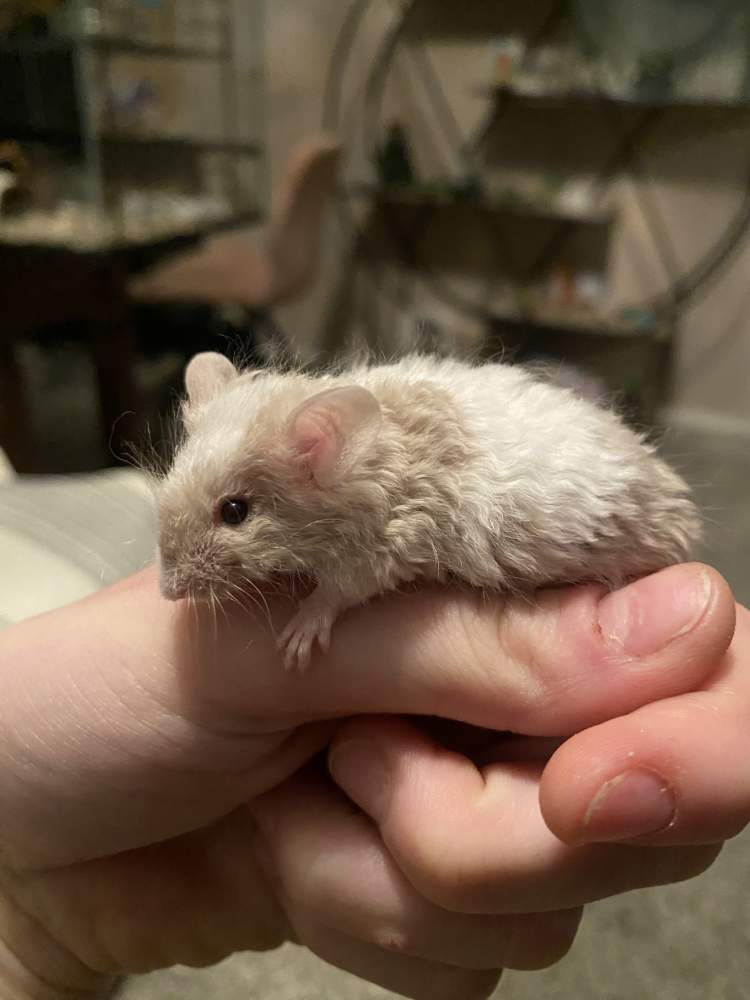 Fancy mouse Owned by other Mus musculus Netherlands