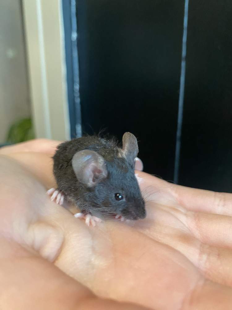 Fancy mouse Deceased Mus musculus Netherlands