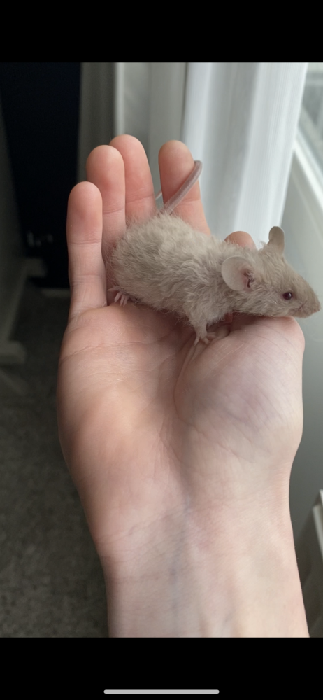 Fancy mouse Pet only Mus musculus Netherlands