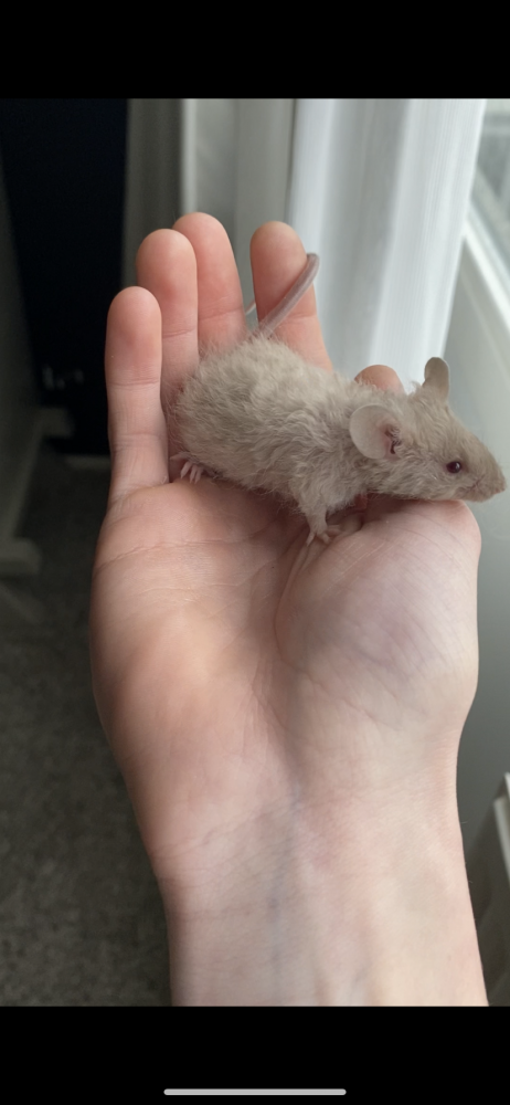 Fancy mouse Deceased Mus musculus Netherlands