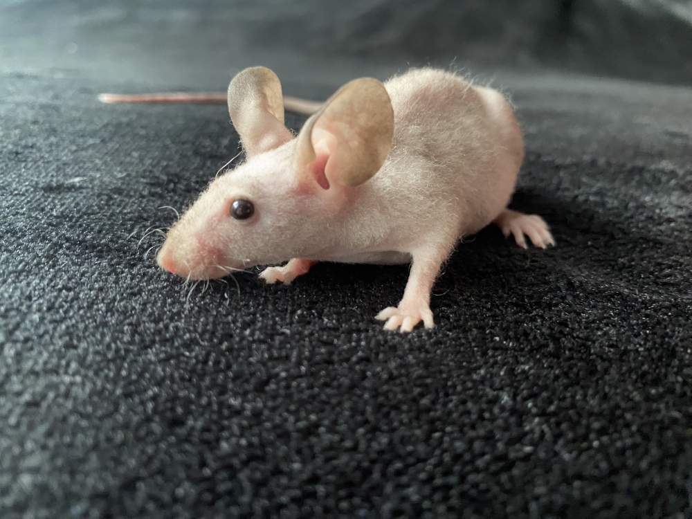 Fancy mouse Pet only Mus musculus 