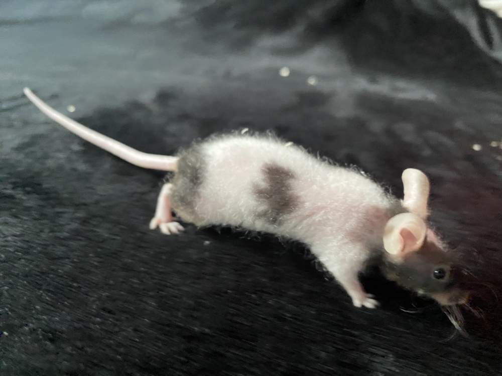 Fancy mouse Pet only Mus musculus 