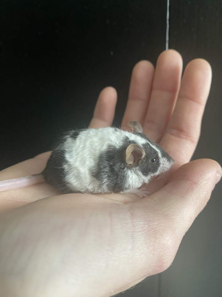 Fancy mouse Breeder Mus musculus 