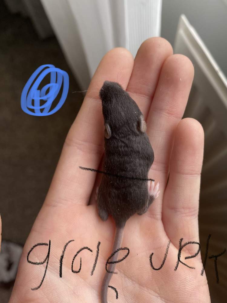 Fancy mouse Owned by other Mus musculus Netherlands