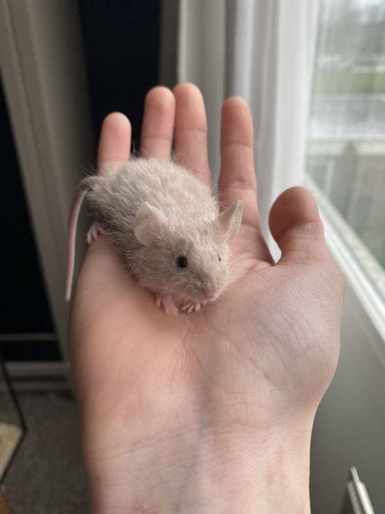 Fancy mouse Owned by other Mus musculus 