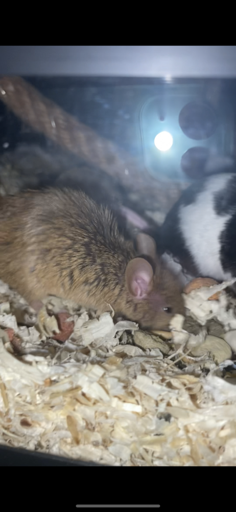 Fancy mouse Deceased Mus musculus 