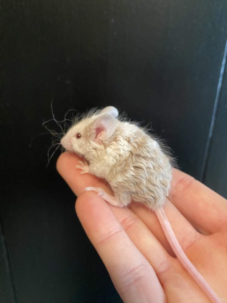 Fancy mouse Owned by other Mus musculus Netherlands