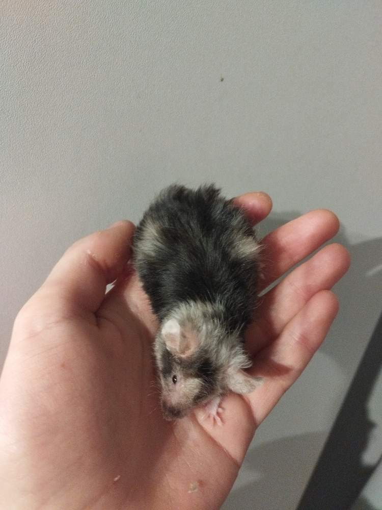 Fancy mouse Breeder Mus musculus 