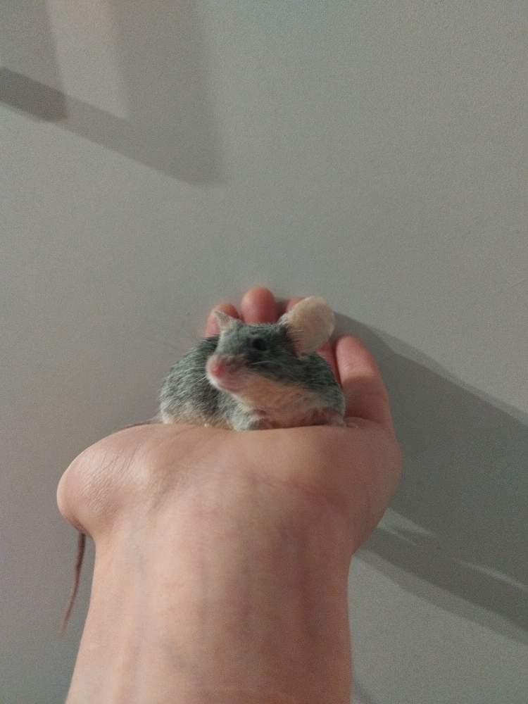 Fancy mouse Breeder Mus musculus 