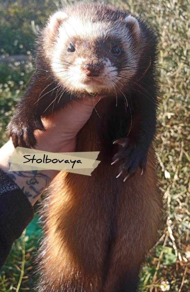 Ferret Breeder Mustela putorius Spain