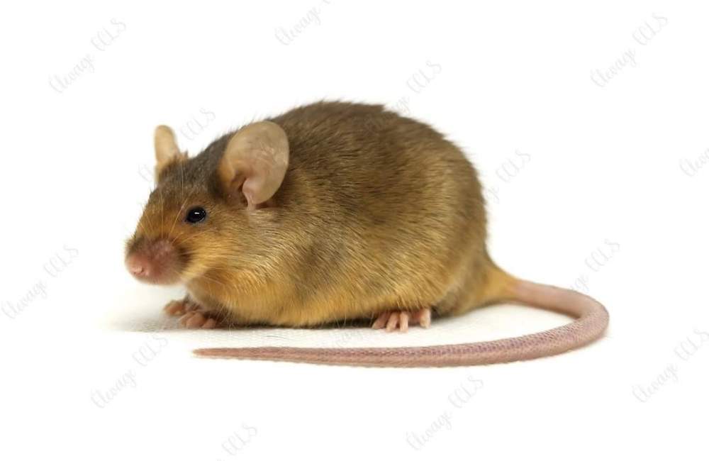 Fancy mouse Owned by other Mus musculus 