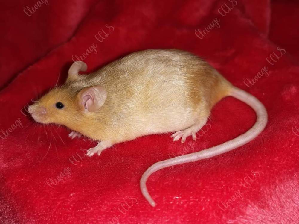 Fancy mouse Owned by other Mus musculus 