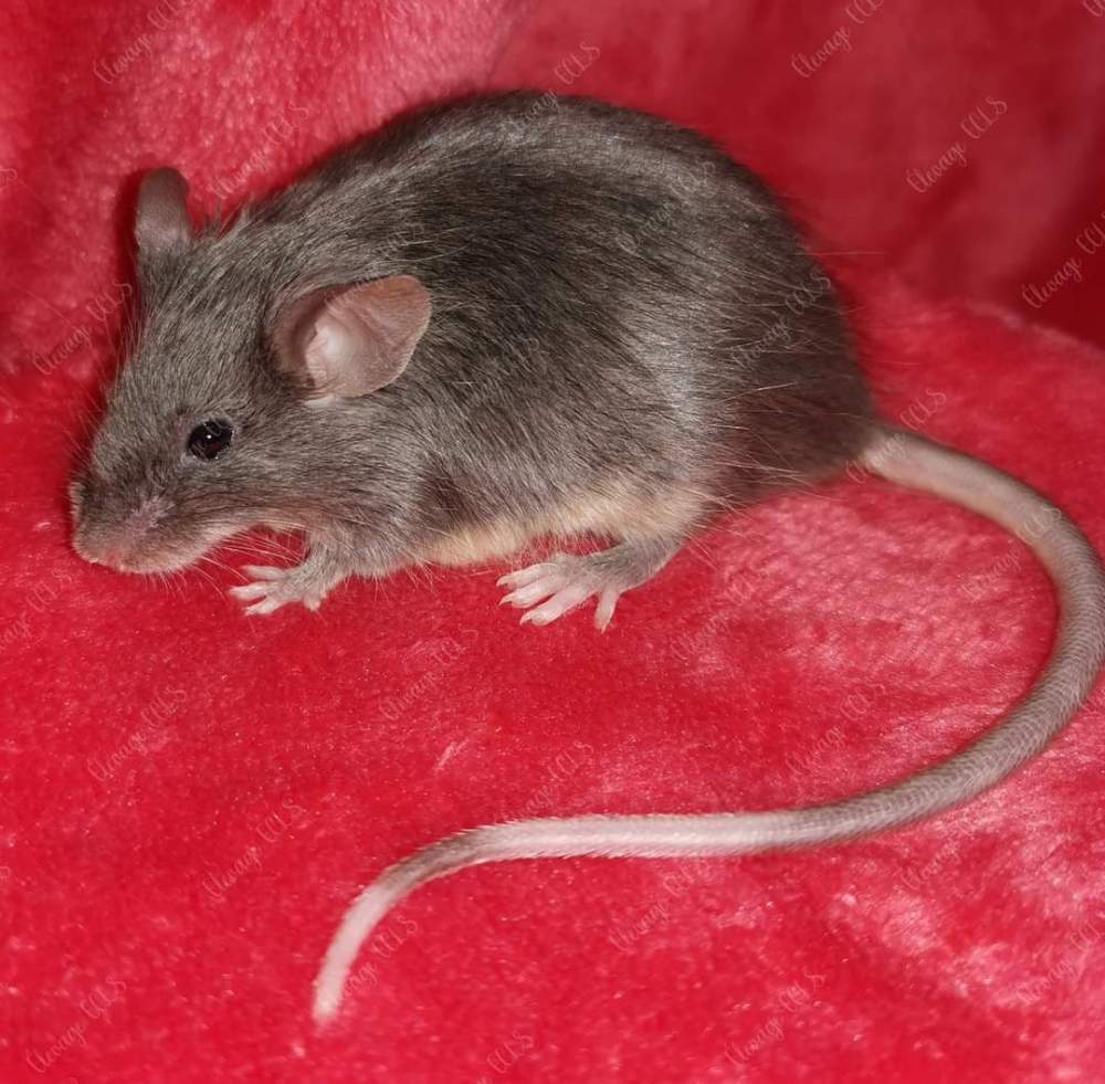 Fancy mouse Owned by other Mus musculus 