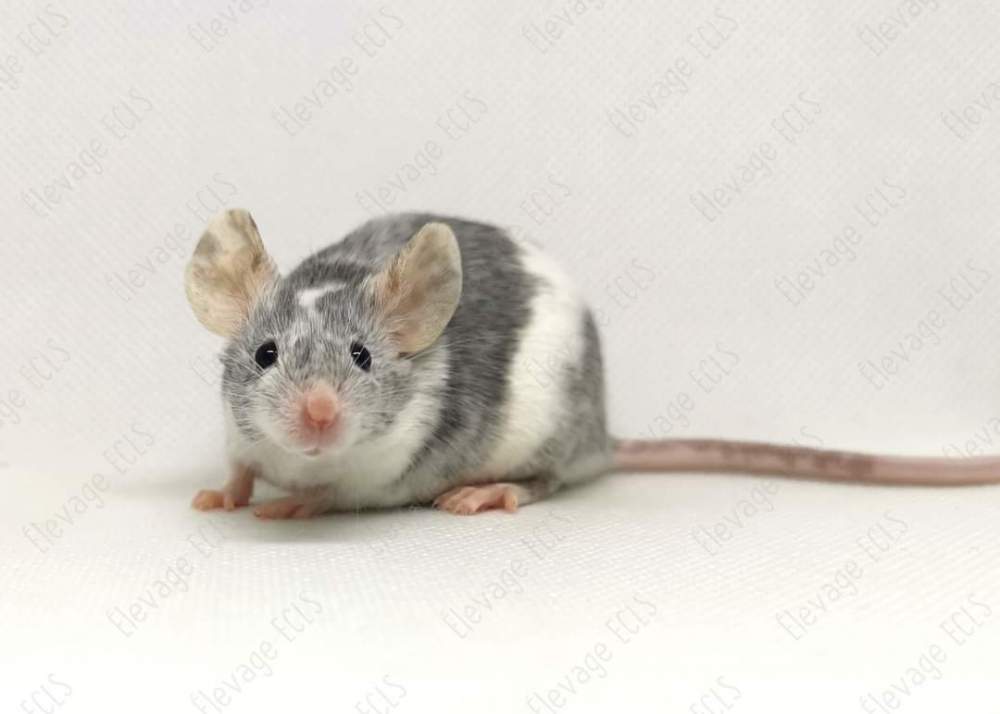 Fancy mouse Owned by other Mus musculus 