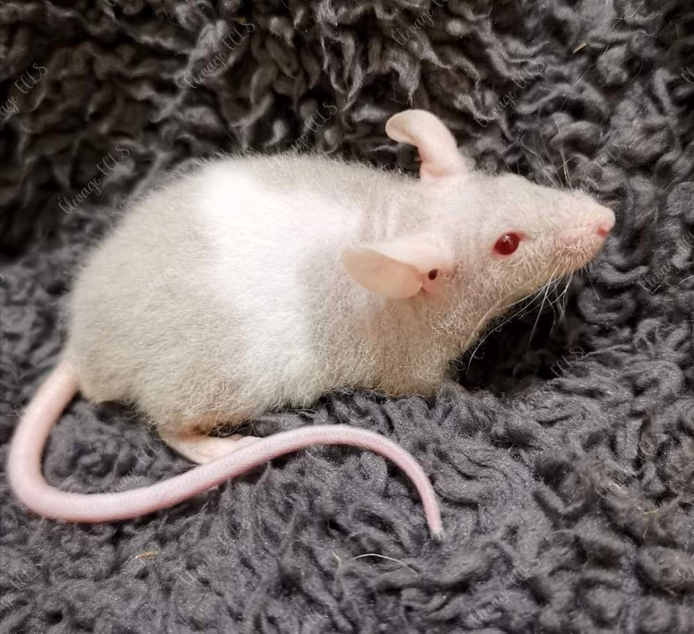 Fancy mouse Owned by other Mus musculus 