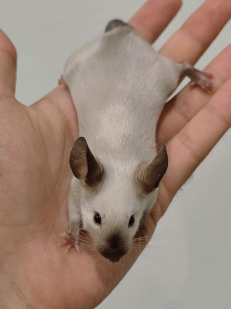 Fancy mouse Breeder Mus musculus 