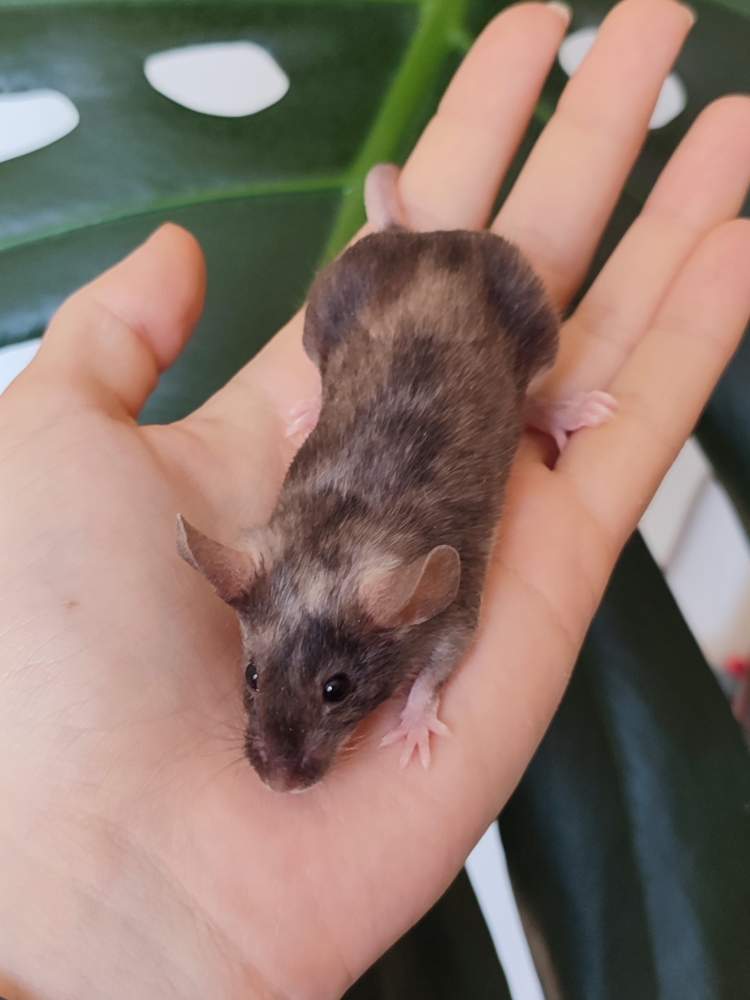 Fancy mouse Breeder Mus musculus 