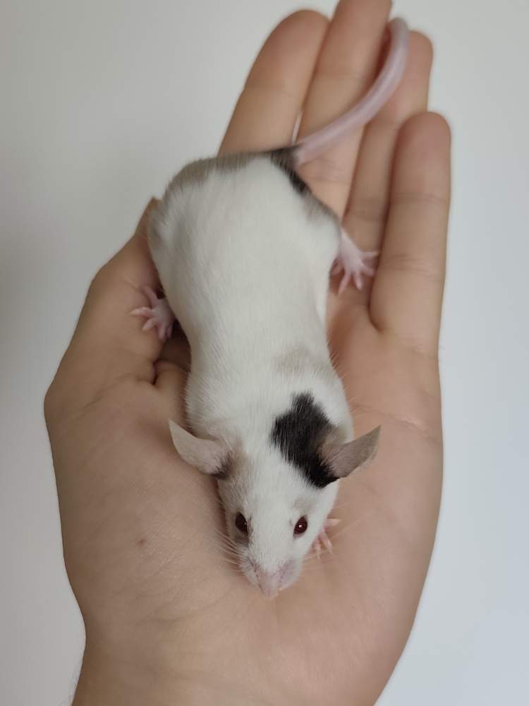 Fancy mouse Breeder Mus musculus 