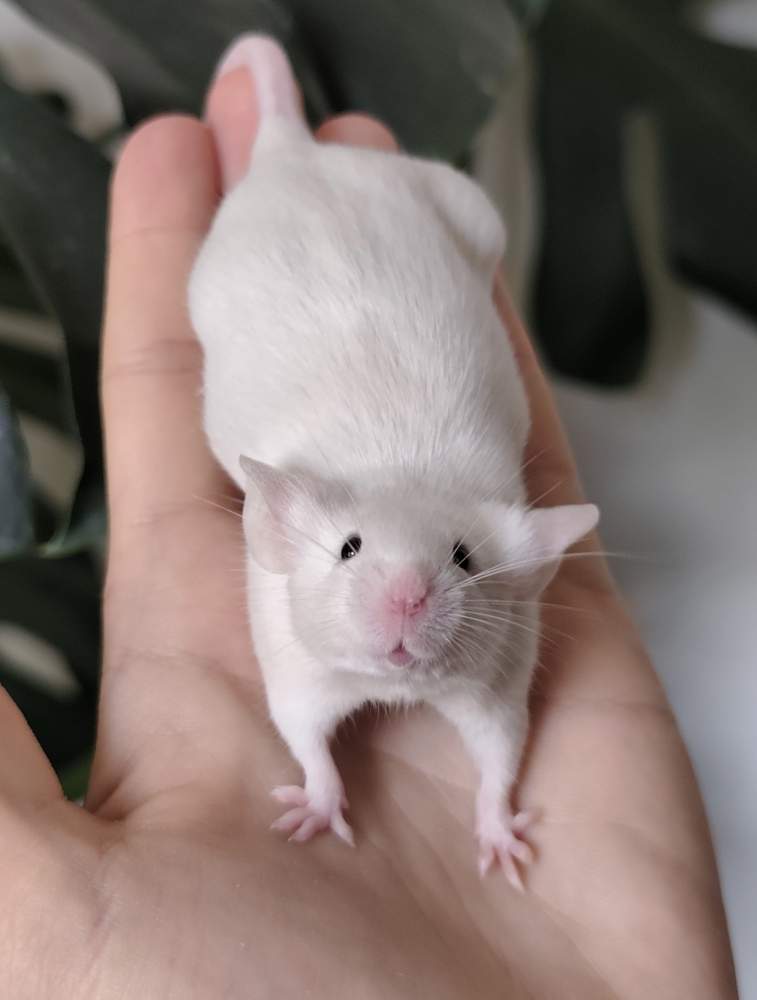 Fancy mouse Breeder Mus musculus 
