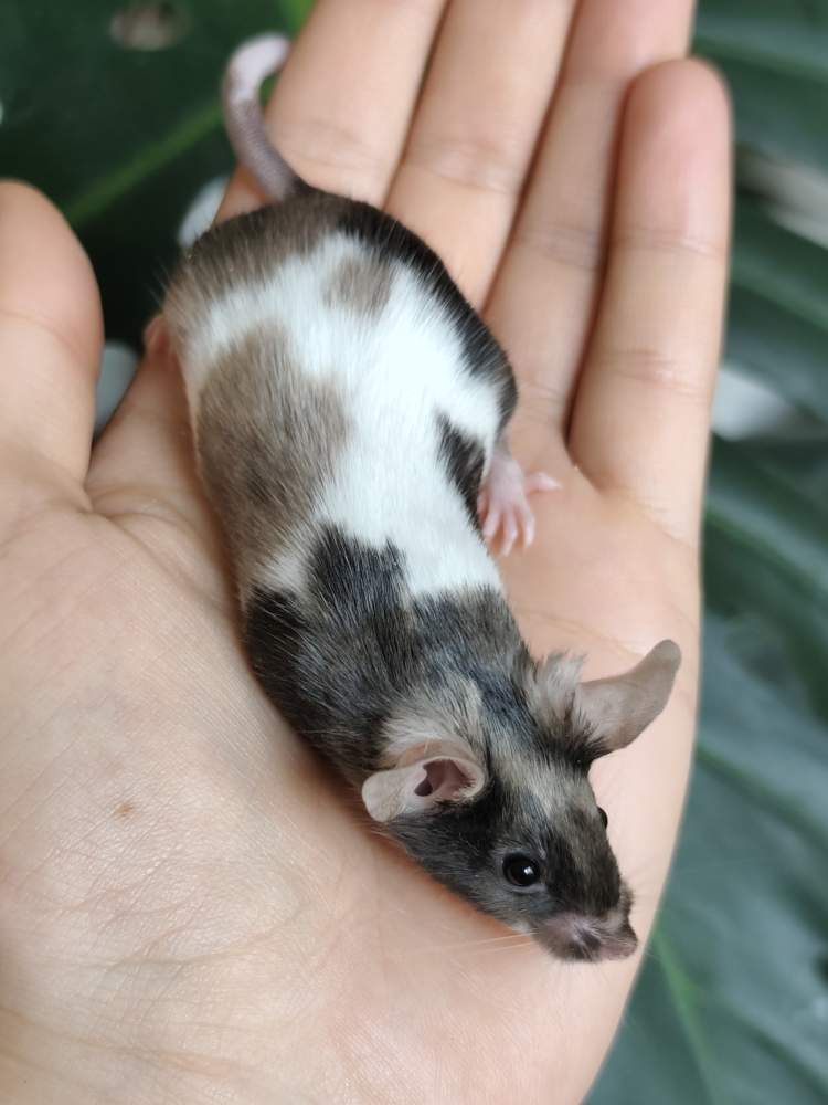 Fancy mouse Owned by other Mus musculus 
