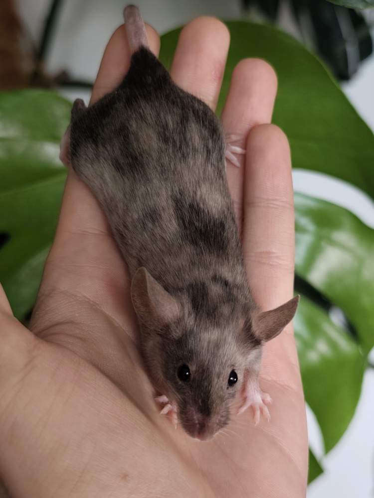 Fancy mouse Breeder Mus musculus 