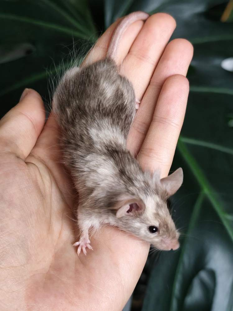 Fancy mouse Breeder Mus musculus 