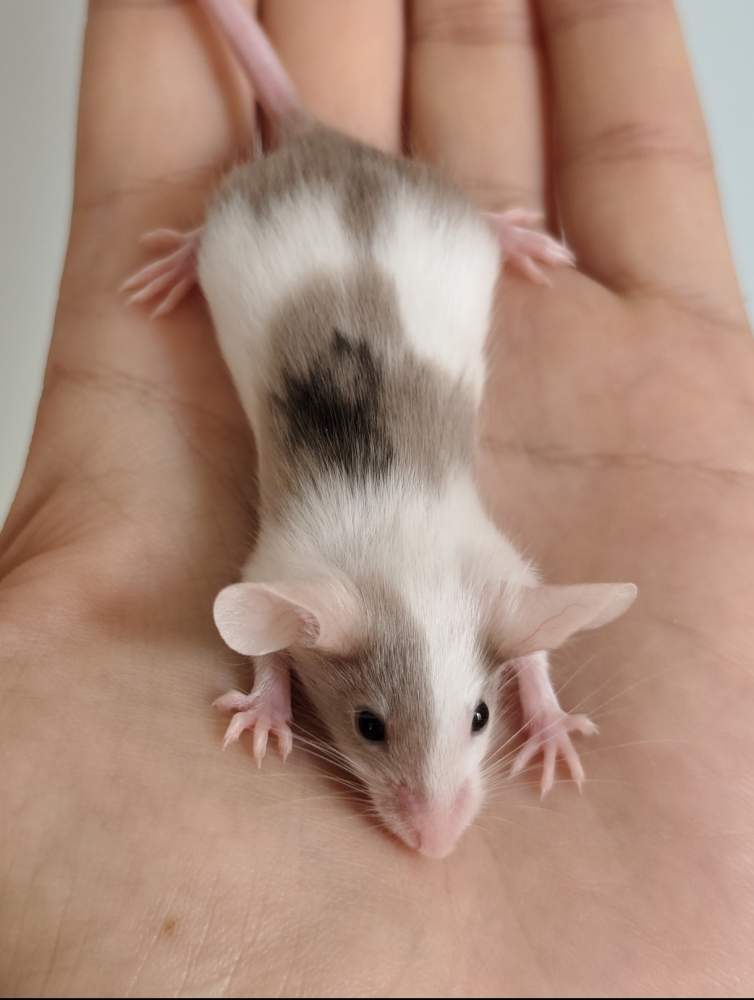 Fancy mouse Breeder Mus musculus 