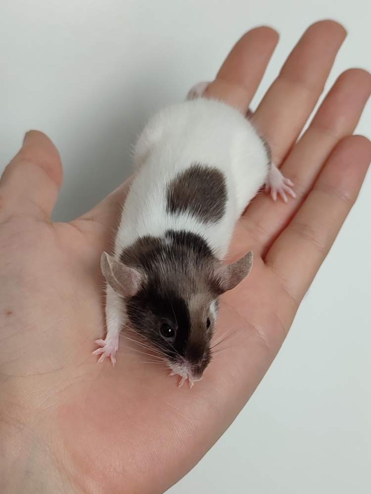 Fancy mouse Breeder Mus musculus 