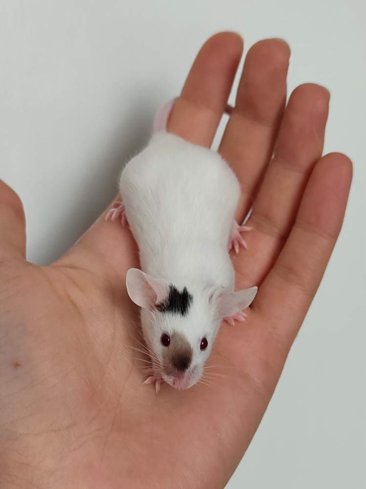 Fancy mouse Breeder Mus musculus 