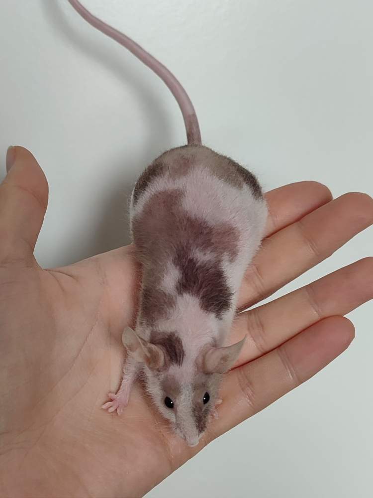 Fancy mouse Breeder Mus musculus 