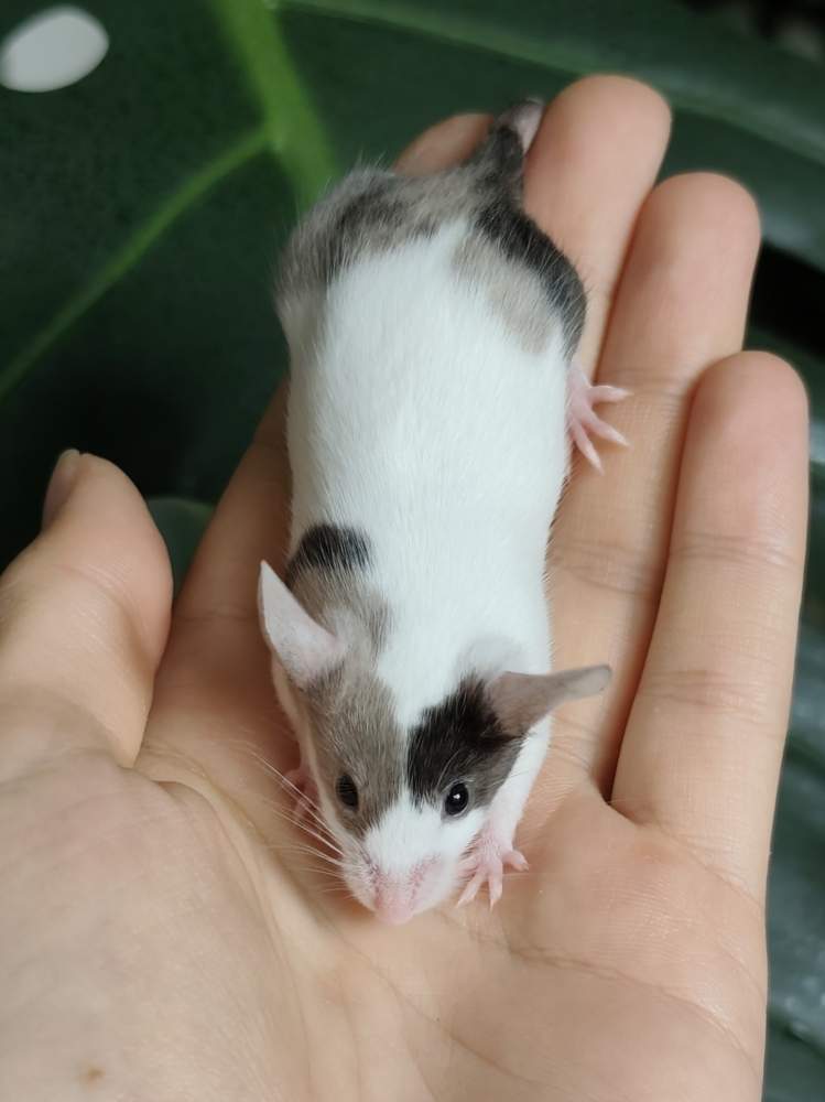 Fancy mouse Breeder Mus musculus 