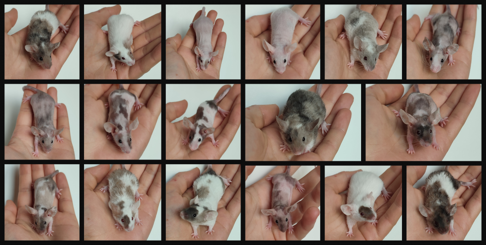 Fancy mouse Rehomed Mus musculus 