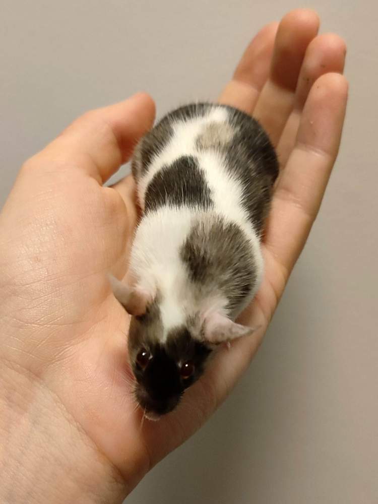 Fancy mouse Deceased Mus musculus 