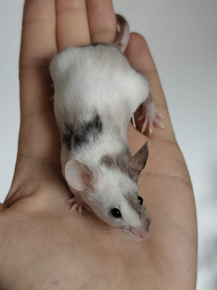 Fancy mouse Breeder Mus musculus 