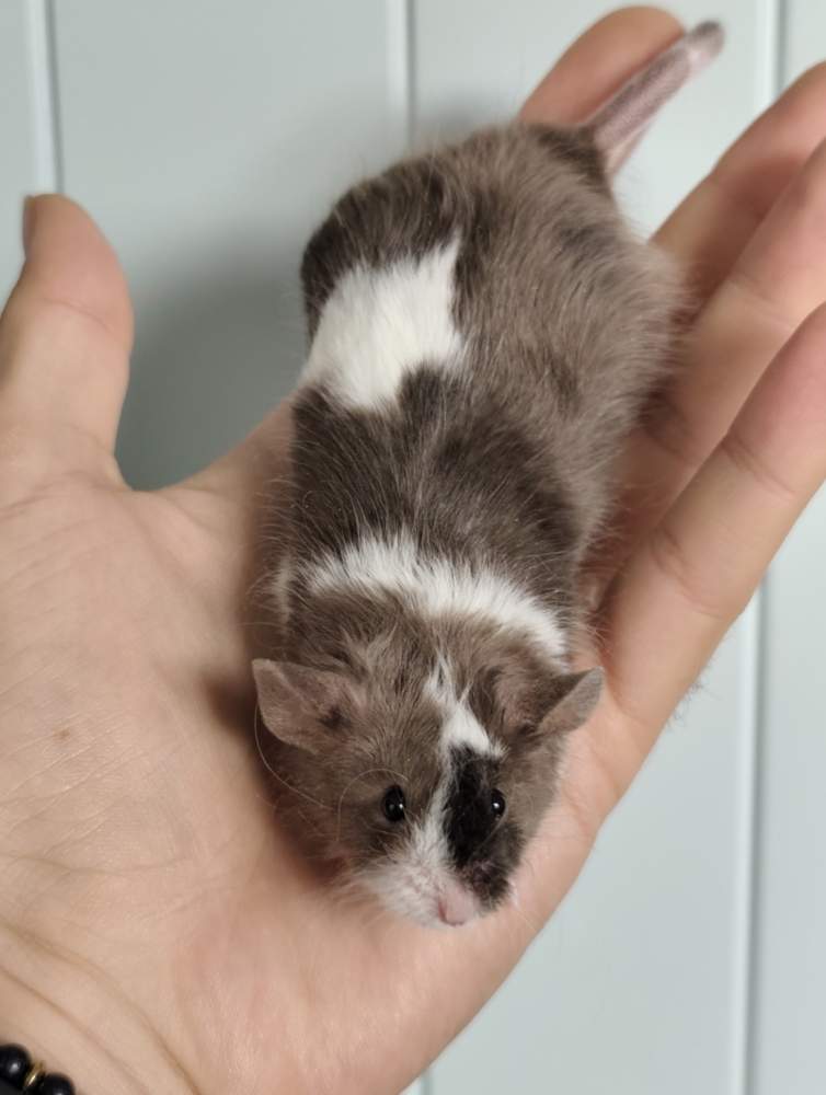Fancy mouse Breeder Mus musculus 