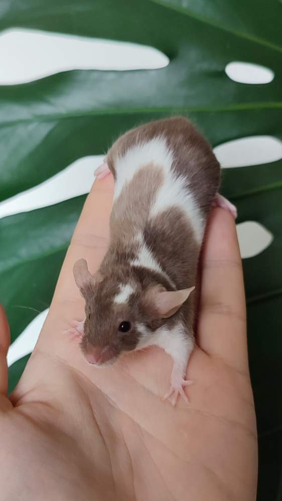 Fancy mouse Breeder Mus musculus 