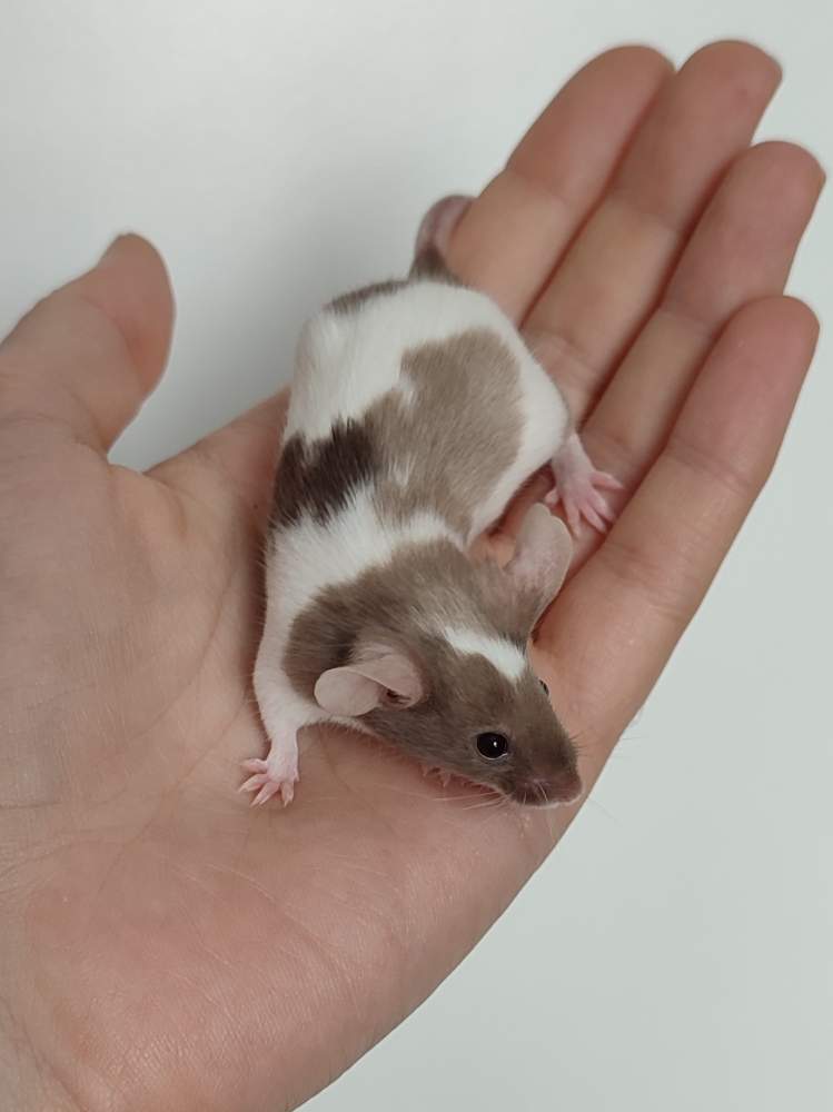 Fancy mouse Pet only Mus musculus 