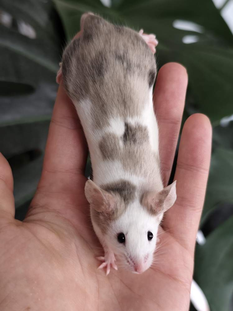 Fancy mouse Breeder Mus musculus 