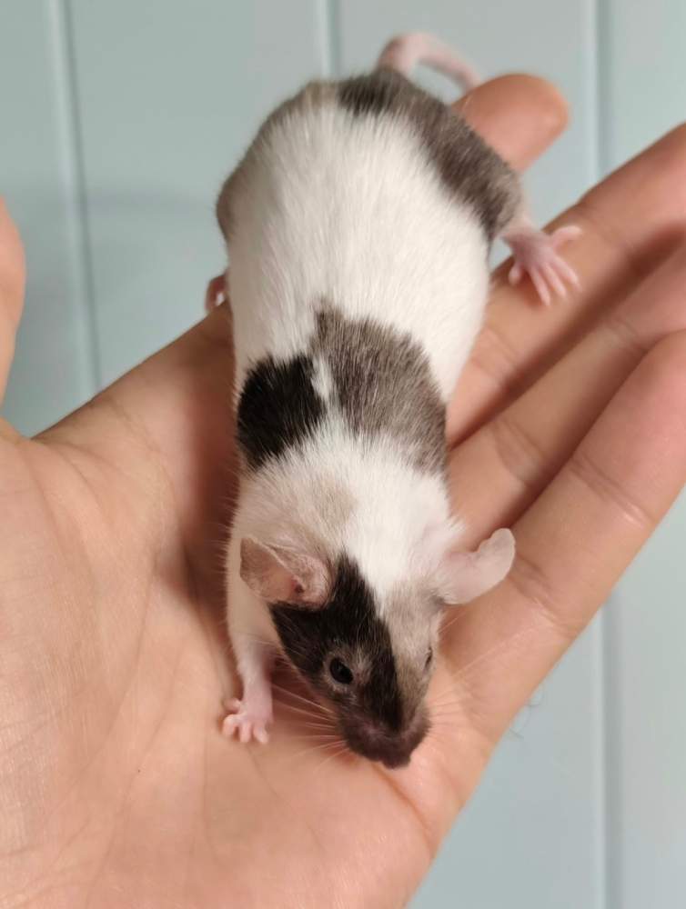 Fancy mouse Breeder Mus musculus 