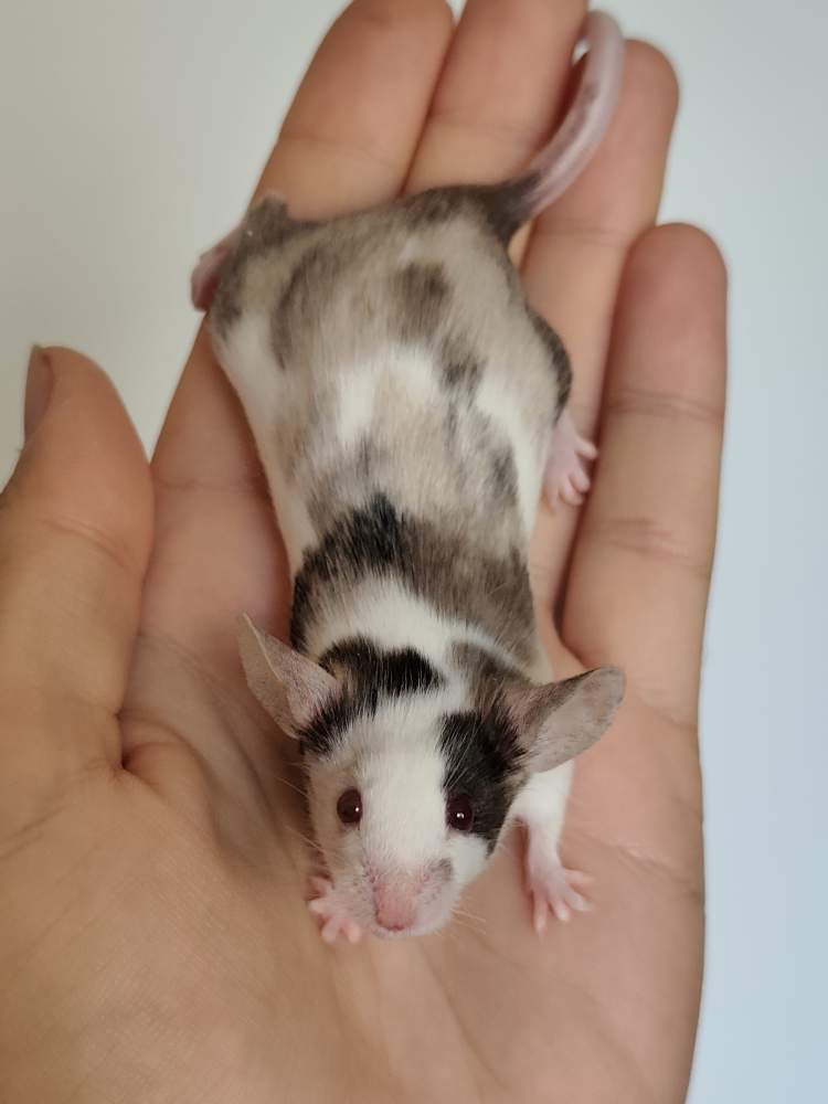 Fancy mouse Breeder Mus musculus 