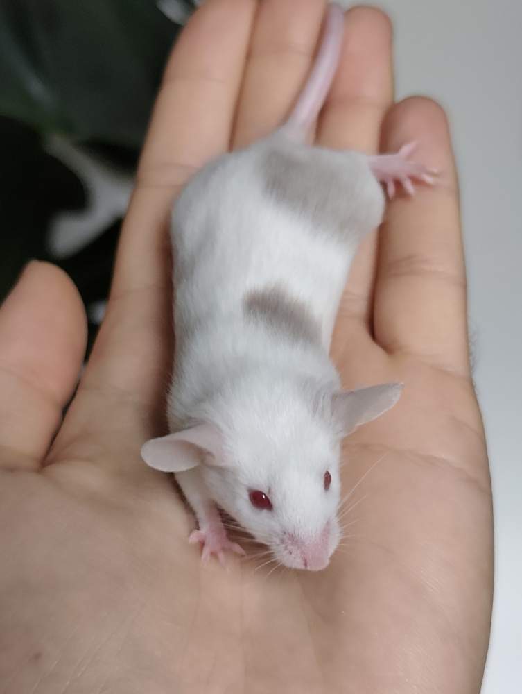 Fancy mouse Breeder Mus musculus 