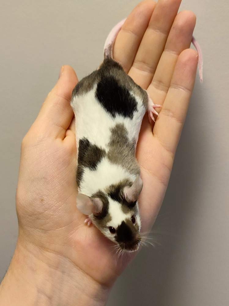 Fancy mouse Deceased Mus musculus 