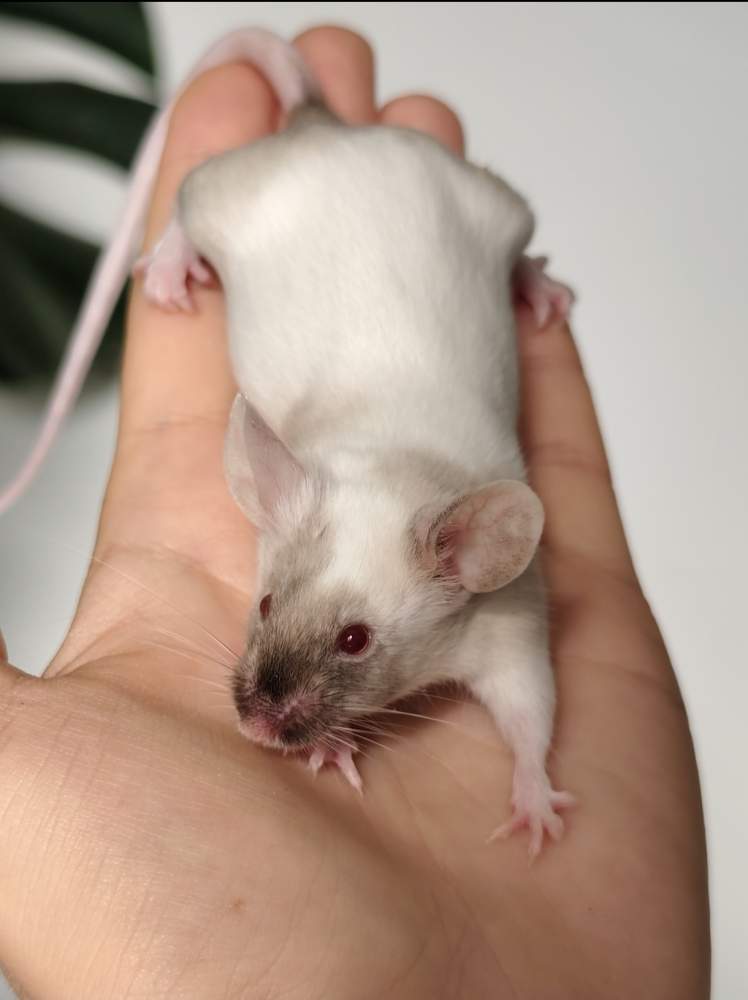 Fancy mouse Breeder Mus musculus 