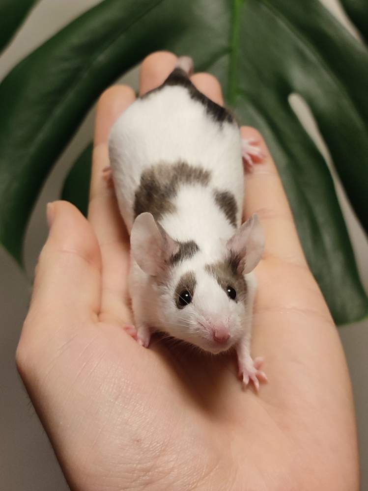 Fancy mouse Breeder Mus musculus 
