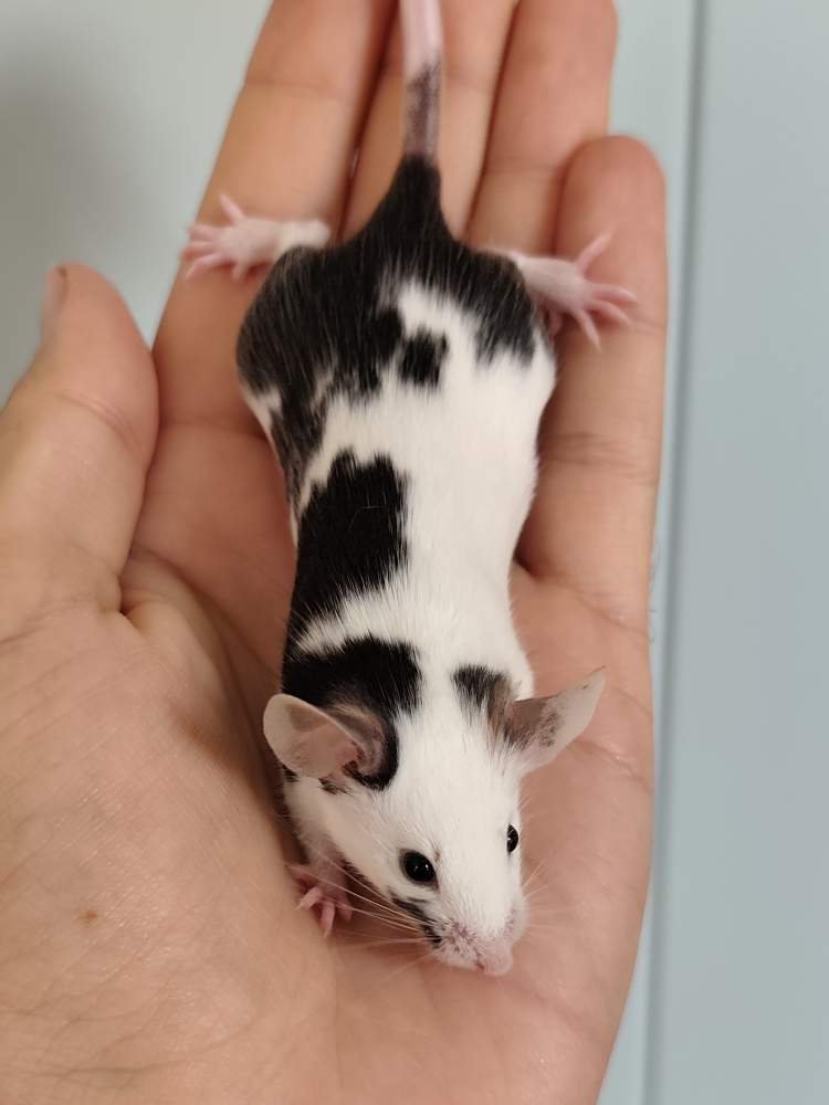 Fancy mouse Breeder Mus musculus 