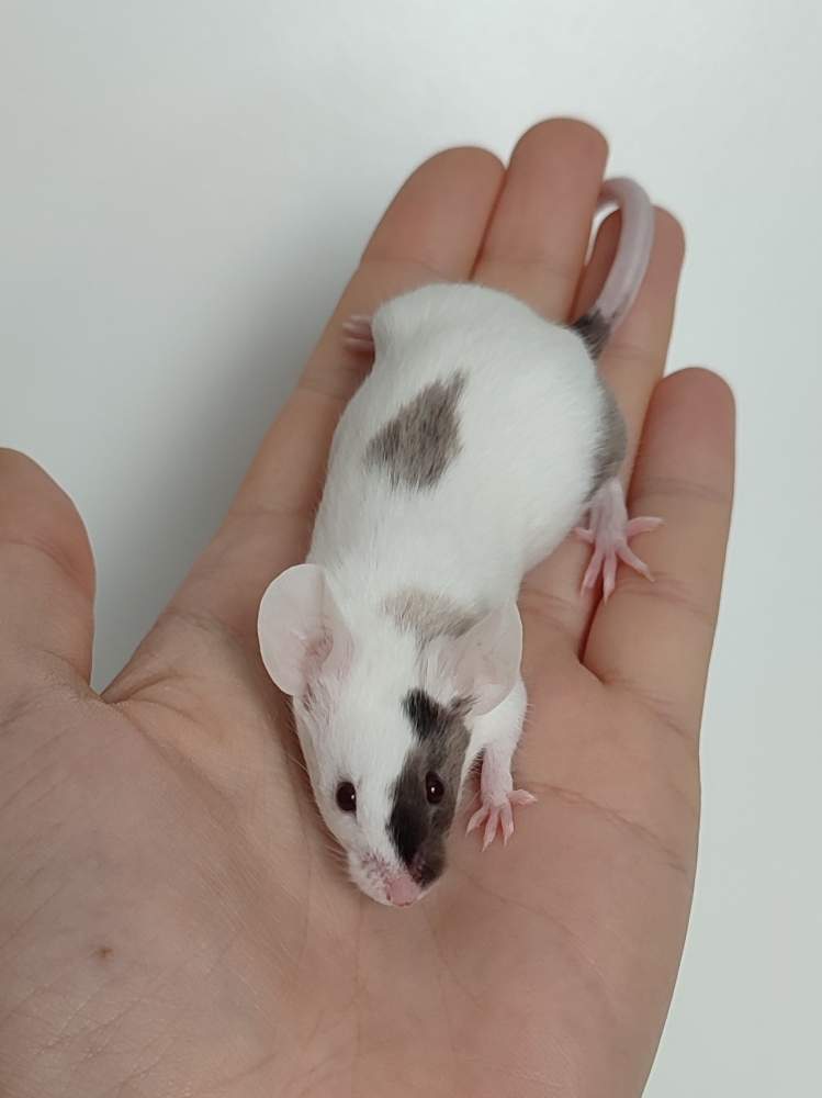 Fancy mouse Breeder Mus musculus 